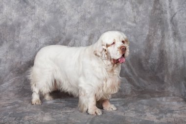 Güzel clumber spaniel portresi