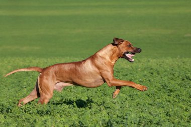Güzel rhodesian ridgeback çayırüzerinde çalışan