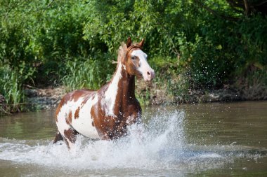 Güzel boya at koşma