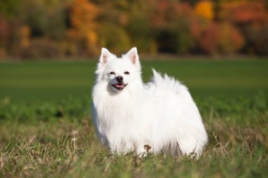 Portrait of nice white spitz