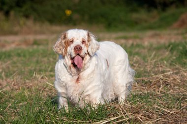 Güzel clumber spaniel portresi