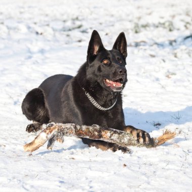 German shepherd dog with stick
