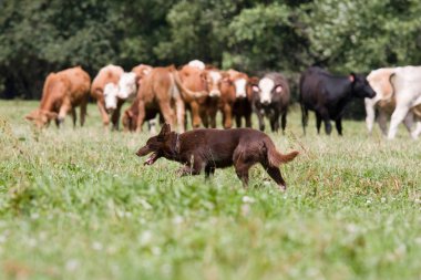 Doğa açık havada, inek ile çoban köpeği