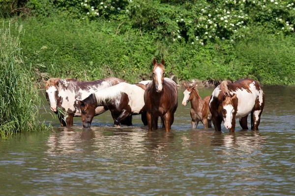 Κοπάδι Άλογα Χρωμάτων Στο Νερό — Φωτογραφία Αρχείου