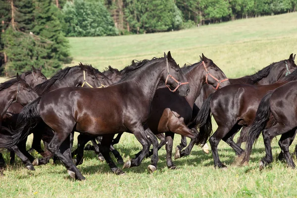 Running Herd Black Kladrubian Horses — Stock Photo, Image