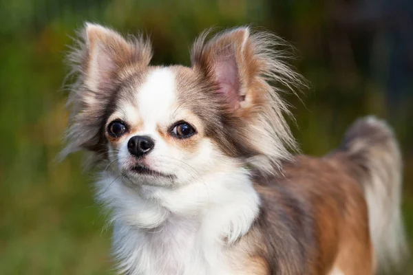 漂亮的奇瓦瓦狗的肖像 — 图库照片