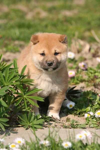 Πορτρέτο Του Όμορφη Κουτάβι Shiba Inu — Φωτογραφία Αρχείου