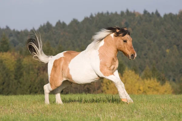 Schönes Pony Läuft Auf Wiese — Stockfoto