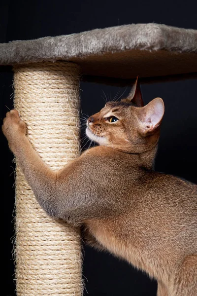 Porträtt Fin Katt Abessinier Katt — Stockfoto