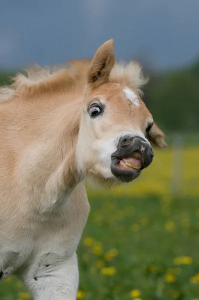 Arckép Crazy Haflinger Póni Csikó — Stock Fotó