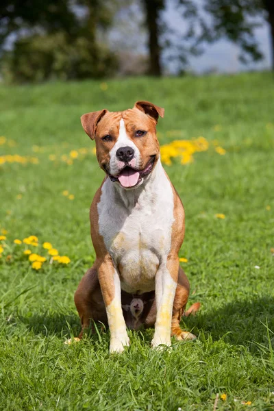 Portrait Nice American Staffordshire Terrier — стокове фото