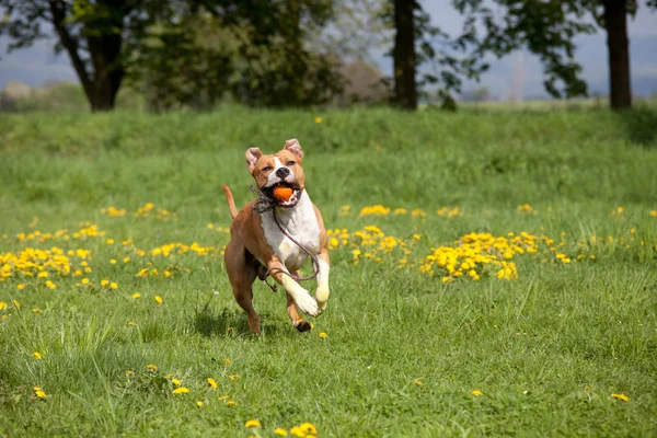 Niza Staffordshire Terrier Americano Corriendo —  Fotos de Stock