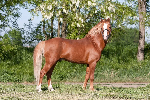 Portrait Nice Welsh Pony — Φωτογραφία Αρχείου