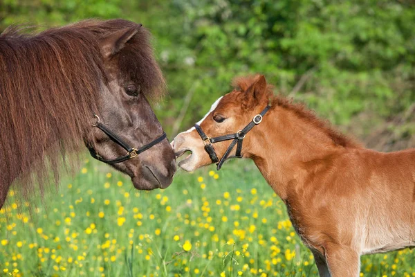 Shetland Pony Mare Her Foal — Stock Photo, Image