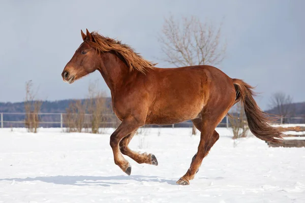 Horse Running Winter Landscape — Stock Photo, Image