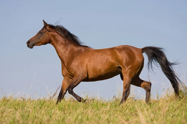 Hnědý Kůň Běžící Louce — Stock fotografie