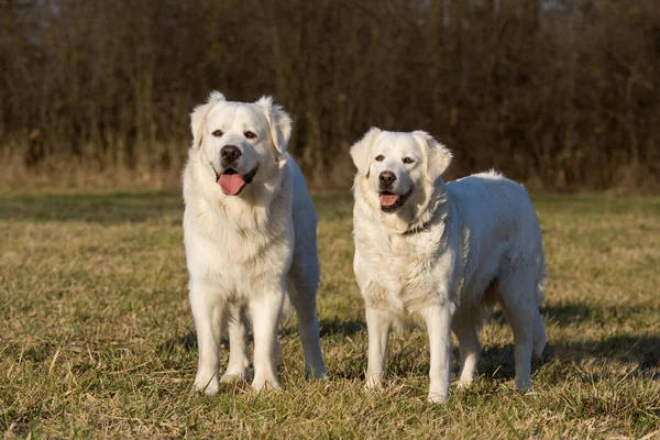 Dois Cães Brancos Posando — Fotografia de Stock