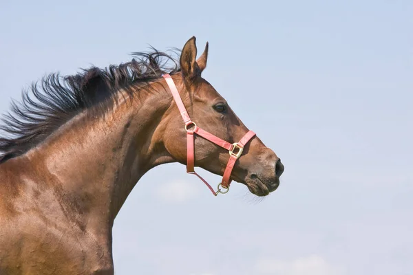 Mooi Paard Lopen Bij Natuur Buiten — Stockfoto