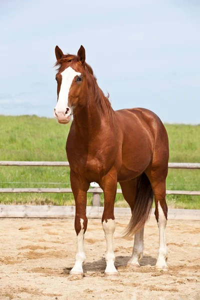 Portrét Nice Horkokrevný Koně — Stock fotografie