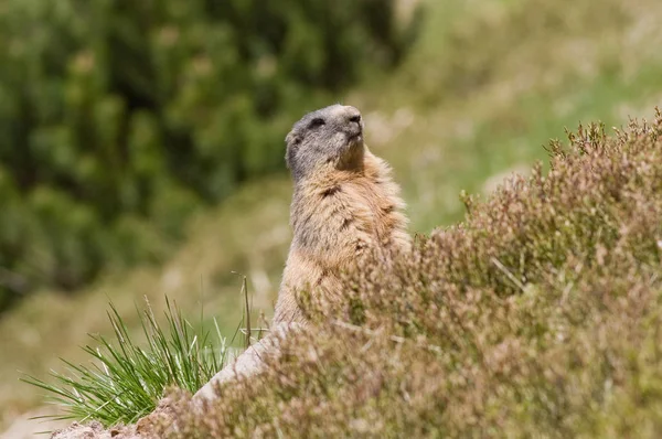 Portre seyir ve dağ sıçanı poz