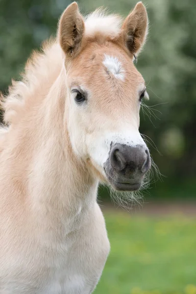 素敵な Haflinger ポニー馬の肖像 — ストック写真