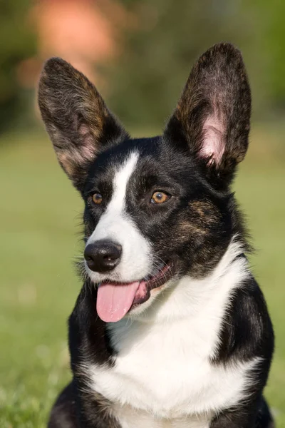 Porträt Einer Hübschen Walisischen Corgi Strickjacke — Stockfoto