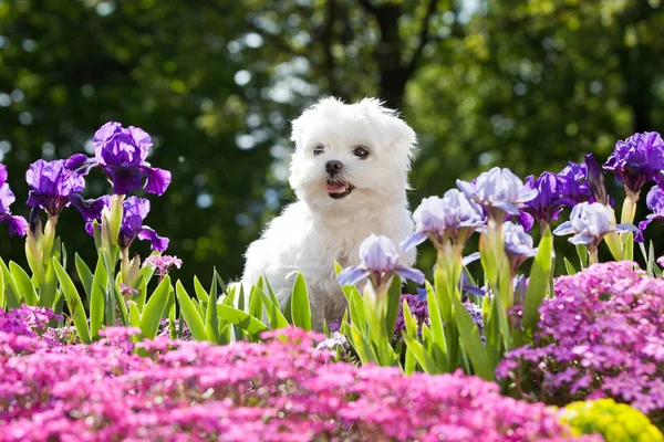 Porträtt Fina Unga Maltesiska Dog — Stockfoto