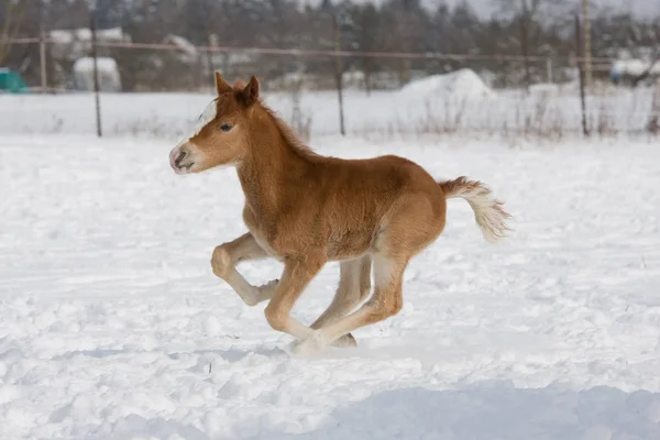 Portrait Running Sweet Foal — Stock Photo, Image