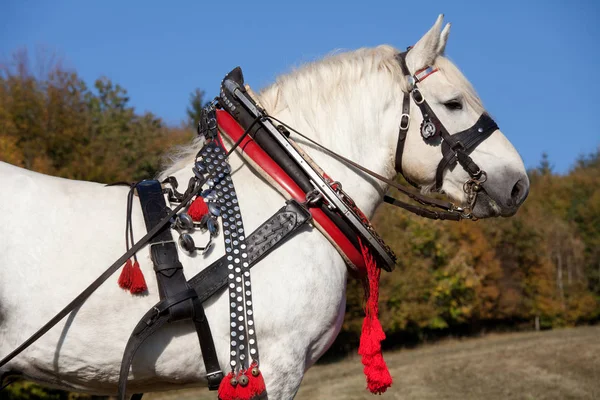 Retrato Cavalo Percheron Agradável — Fotografia de Stock