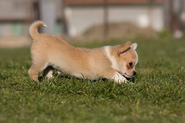 Ritratto Simpatico Chihuahua Cucciolo — Foto Stock