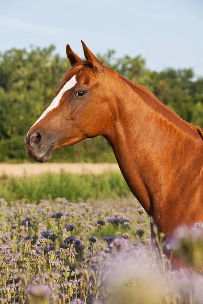 Portret Ładny Koń Łące Fioletowe Kwiaty — Zdjęcie stockowe