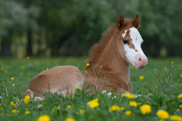 ポニー馬をウェールズ素敵な敷設 — ストック写真
