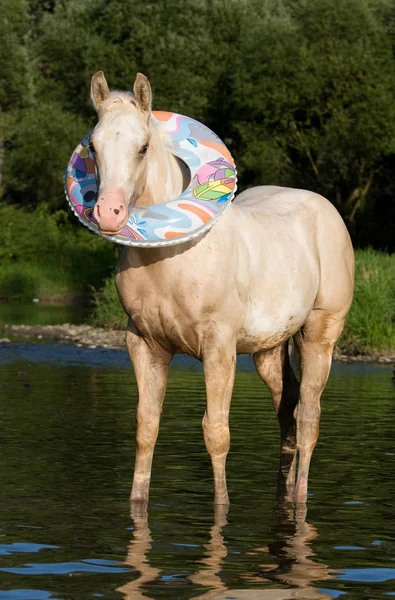 救命浮環の素敵な子馬の肖像画 — ストック写真