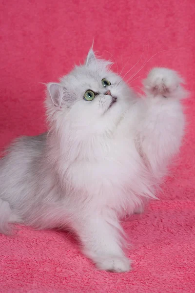 Szynszyla Srebrny Kot Perski Różowym Tle — Zdjęcie stockowe
