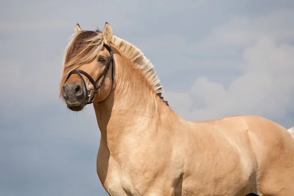 素敵なフィヨルド馬の肖像画 — ストック写真