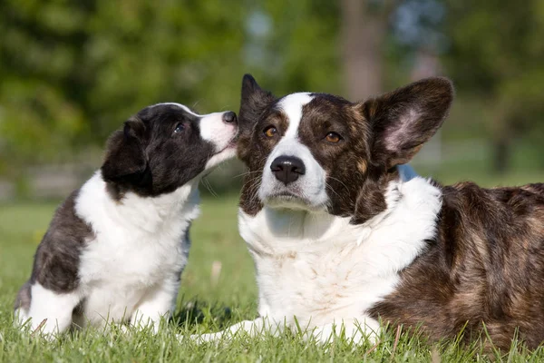 Dos Lindos Cardigan Corgi Galés Posando — Foto de Stock