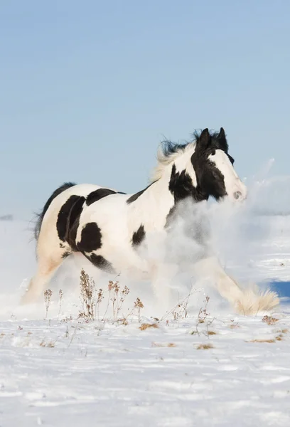Nice Gypsy Horse Running Throught Snowy Landscape — Stock Photo, Image