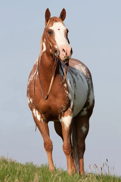 Retrato Cavalo Pintura Agradável — Fotografia de Stock