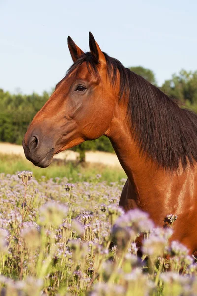 Portret Ładny Koń Łące Fioletowe Kwiaty — Zdjęcie stockowe