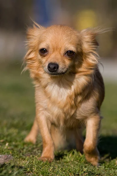 Retrato Cachorro Chihuahua Agradável — Fotografia de Stock