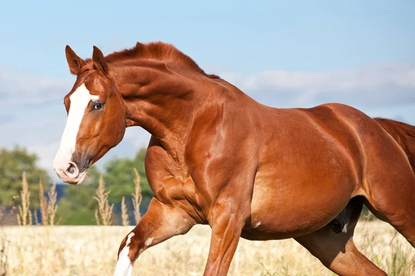 Nice Sorrel Horse Running Pasture Summer — Stock Photo, Image