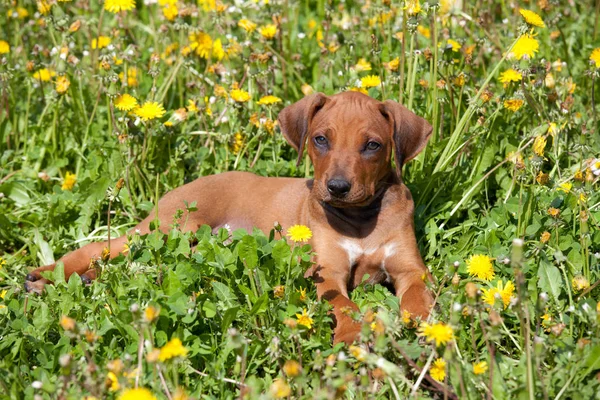 Πορτρέτο Της Νίκαιας Rhodesian Ridgeback — Φωτογραφία Αρχείου