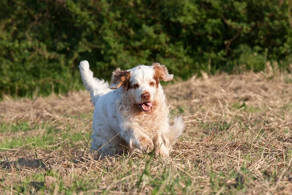 Nice Clumber Spaniel Running — Stock Fotó