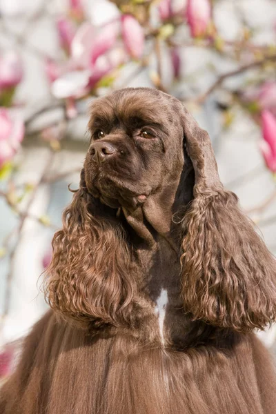 Ritratto Posa Americano Cocker Spaniel — Foto Stock