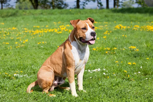 Portrait Bel Américain Staffordshire Terrier — Photo
