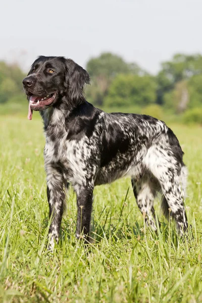 Güzel büyük munsterlander köpek portresi