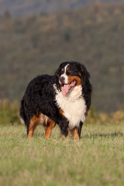 Porträt Eines Netten Berner Sennenhundes — Stockfoto