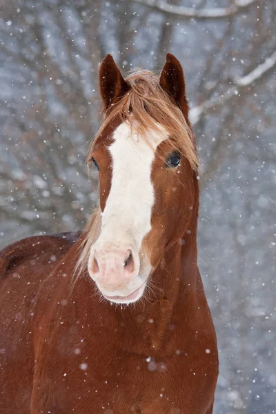 Portrait Nice Horse — Stock Photo, Image