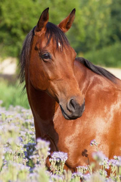 Retrato Cavalo Agradável Flores Violeta Prado — Fotografia de Stock