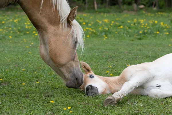 Haflinger Poney Jument Avec Beau Poulain — Photo